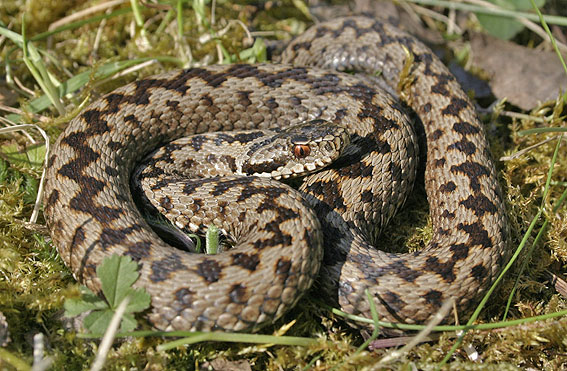 http://snakes-info.ucoz.net/Viperaberus_virsus.jpg